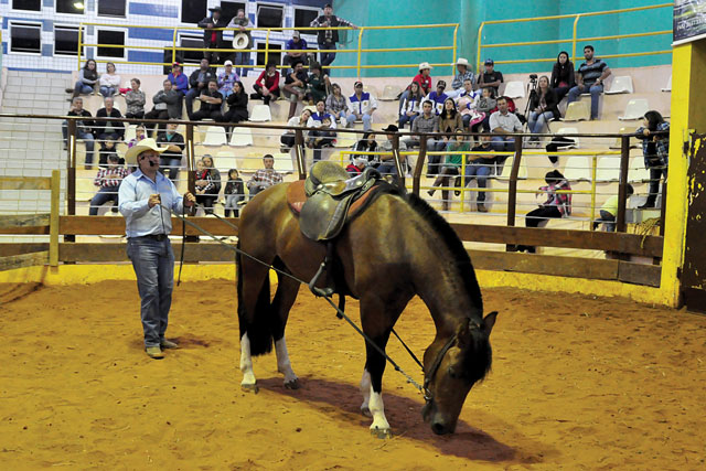 Cavalo sendo domado por um cavaleiro em uma paisagem rural