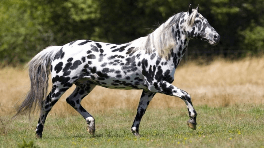 Um conjunto de diversas raças de cavalos em um pasto country