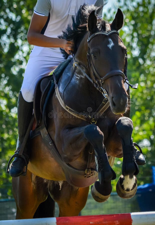Cavaleiro em um cavalo durante uma competição equestre, capturando a essência do esporte country.