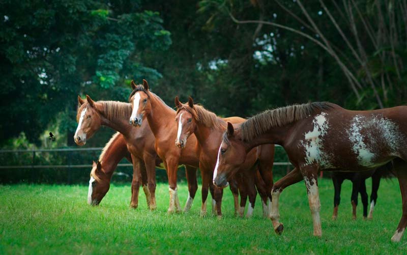 Cavalo de raça em pasto verde sob um céu azul, representando a beleza e os cuidados na criação de cavalos.