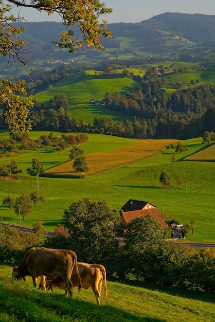 Uma bela paisagem rural com campos verdes e céu claro, capturando o espírito country.