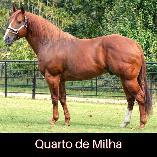 Cavalo Quarto de Milha em ação em uma competição de rodeio, mostrando sua agilidade e força.