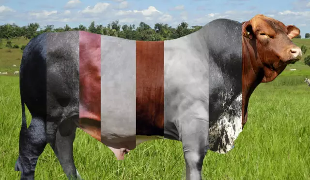 Imagem de várias raças de gado no campo, representando a diversidade da pecuária brasileira.