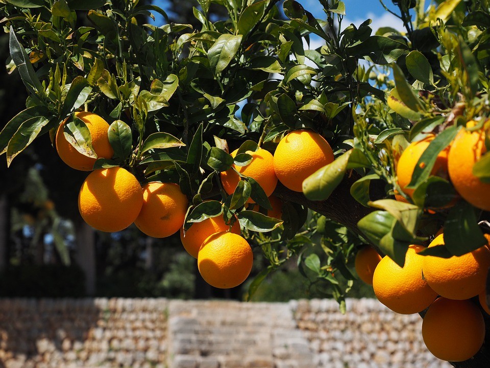 Cultivo de frutas em uma fazenda country com paisagens bucólicas