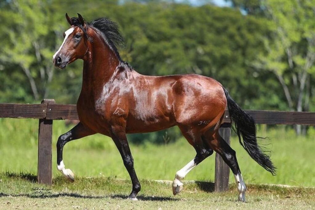 Cavalo Mangalarga Marchador em uma pastagem verde sob o céu azul, representando a força e a beleza da raça.