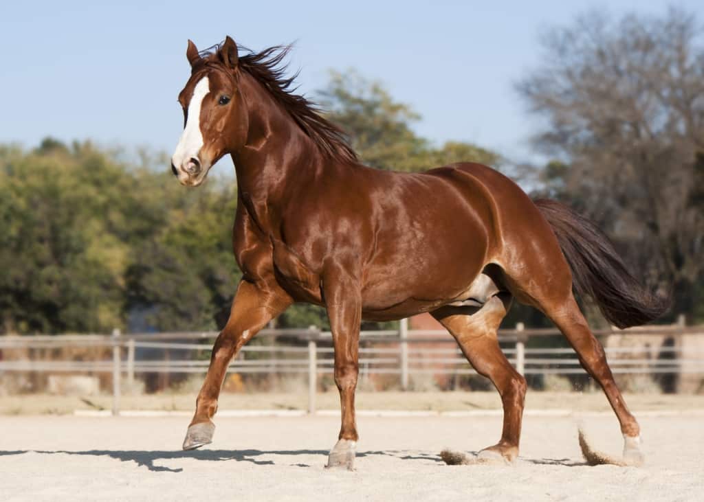 Cavalo Quarto de Milha em ação, mostrando sua versatilidade e beleza no campo