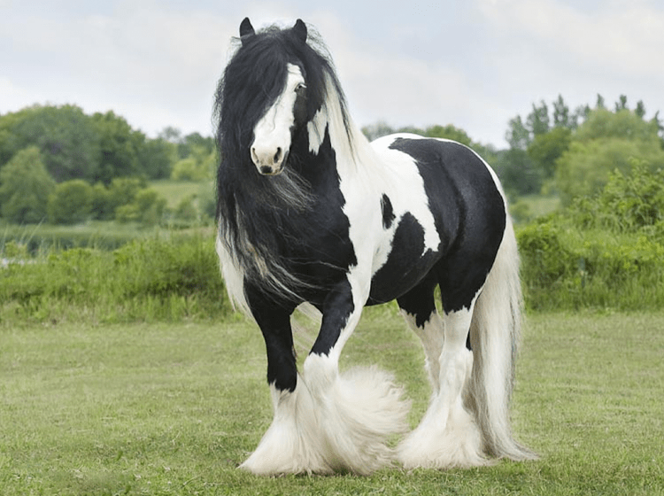Cavalos de raça em uma competição country.