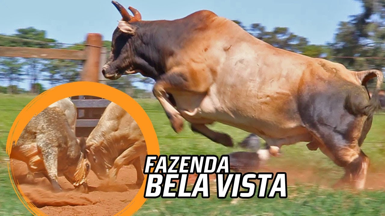 Um touro robusto em meio a um rodeio animado na Fazenda da Cia. Bela Vista.