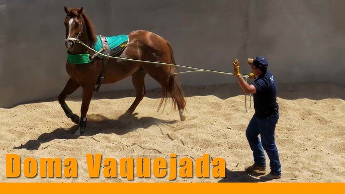Cavalo em treino de doma no estilo country