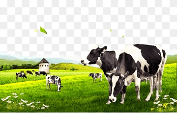 Boi pastando em um campo verde, representando a operação de Cowcalf e a harmonia entre a pecuária e a natureza.