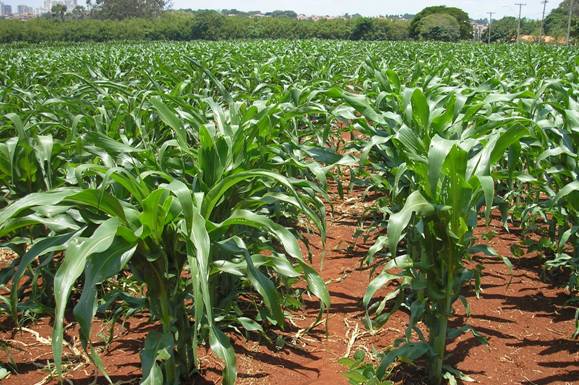 Colheita de milho verde em um campo country