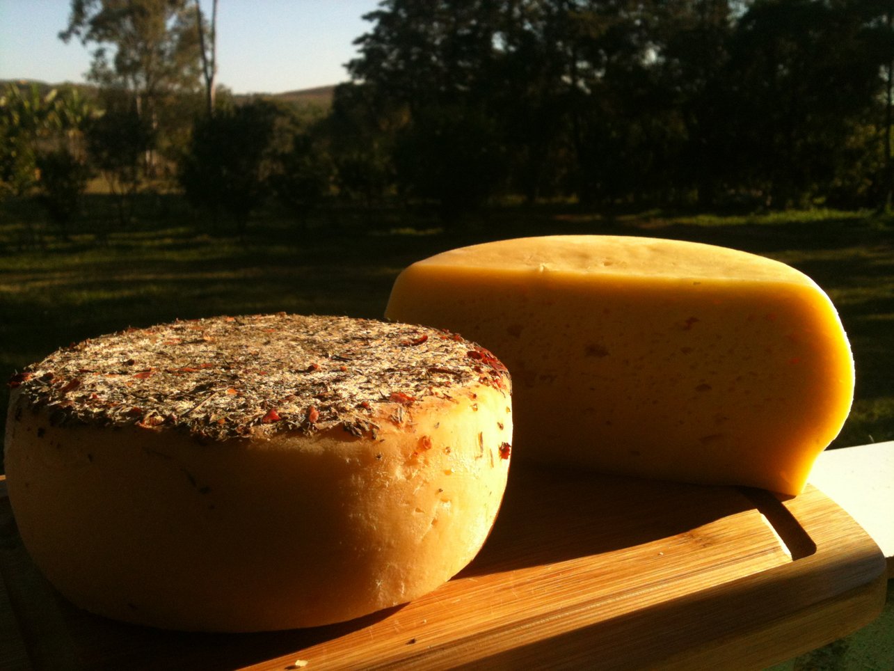 Queijo Minas Artesanal sendo produzido no campo, cercado por uma paisagem rural.