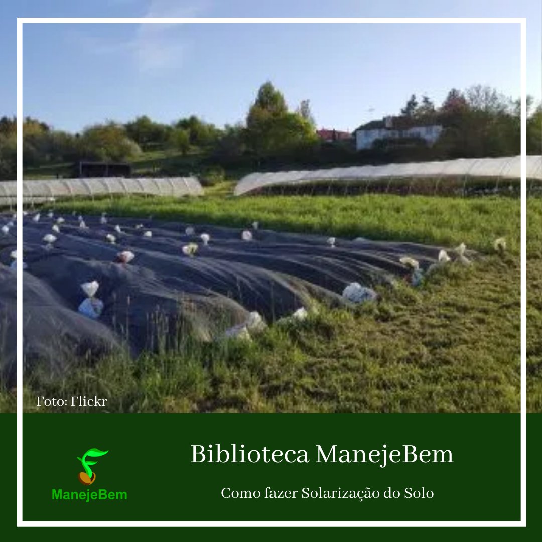 Técnica de solarização no cultivo agrícola, mostrando uma área coberta com plástico transparente para aquecer o solo.
