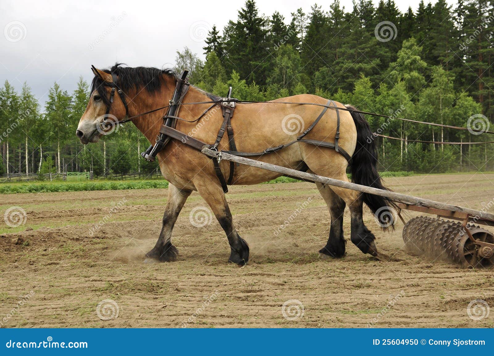 Cavalos de trabalho ajudando no cultivo agrícola