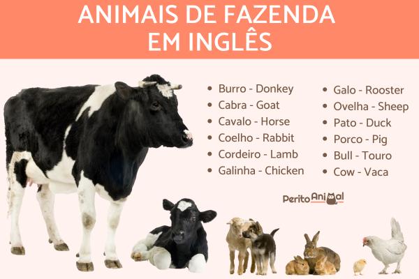 Cachorro e gato brincando em uma fazenda ao ar livre