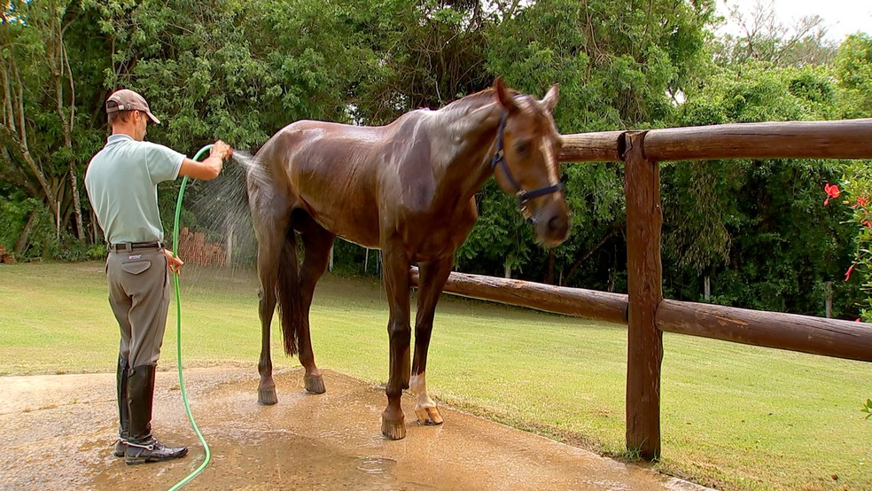 Cavalos pastando em um campo ensolarado