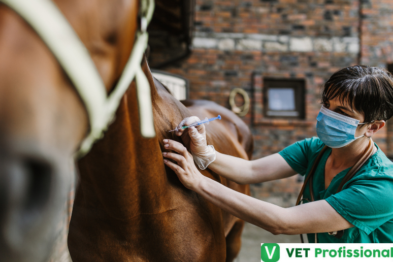 Veterinário examinando um cavalo em um ambiente rural.