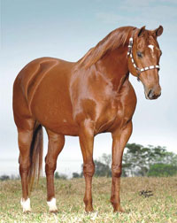 Cavalo Quarto de Milha em um campo aberto, destacando sua beleza e força.