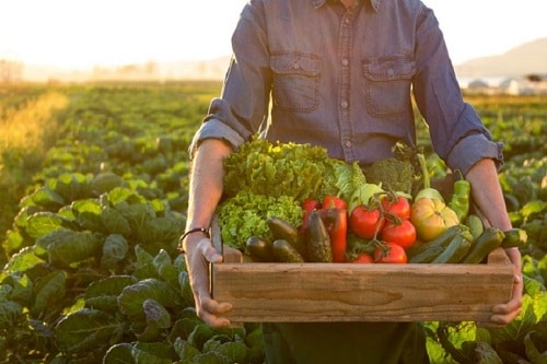 Imagem de uma agroindústria familiar sustentável com atividades de produção agrícola.