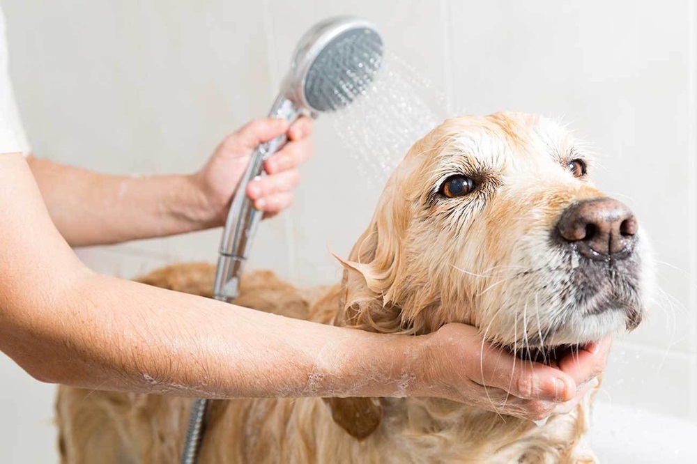 Um cão feliz correndo pelo campo com arco-íris ao fundo, simbolizando a felicidade e saúde dos pets.