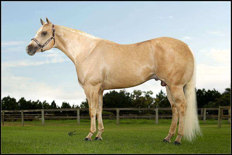 Cavalo Quarto de Milha em um campo aberto, simbolizando agilidade e força
