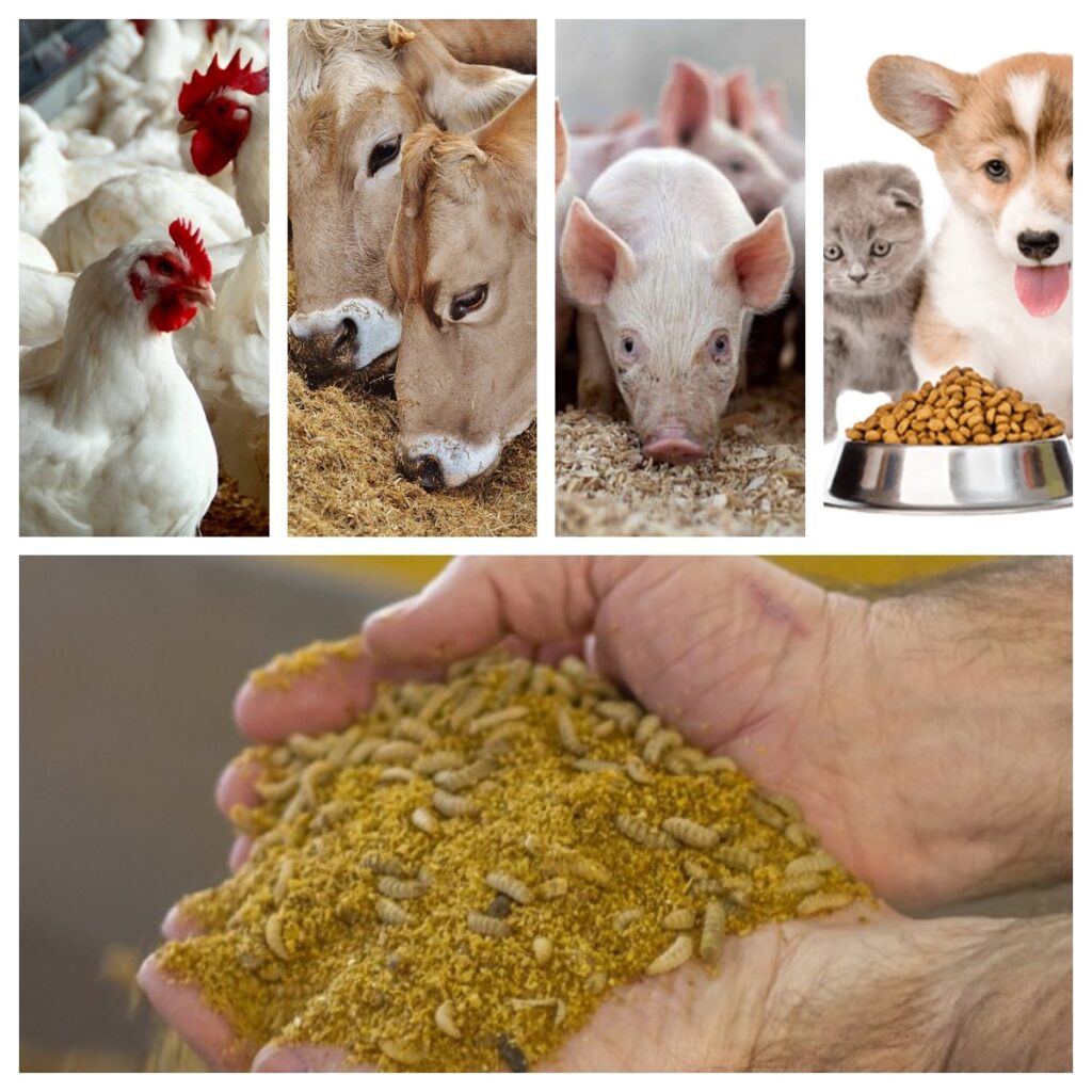 Tratores e pastagens com gado saudável em um ambiente rural