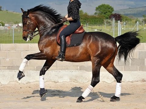 Cavalos sendo adestrados em um campo country