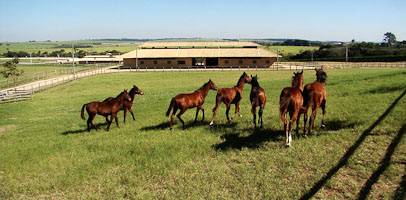 Cavalos pastando em um lindo campo sob o céu azul