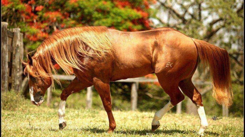 Cavalo Quarto de Milha em um campo aberto com pastagens verdes, representando a versatilidade e beleza da raça.