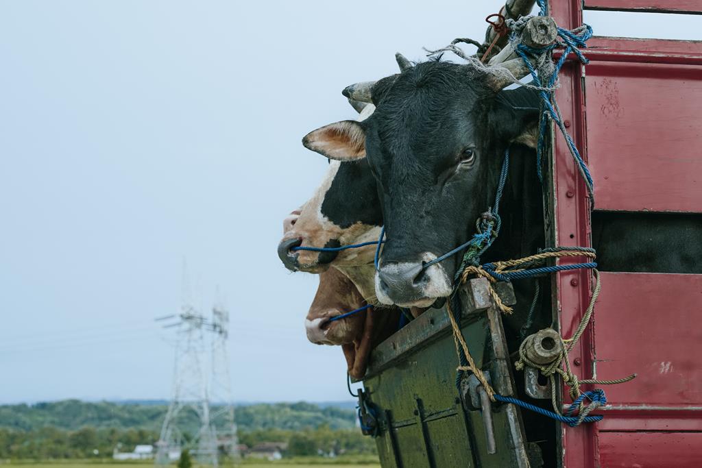 Cuidando de Animais de Carga em uma fazenda country.