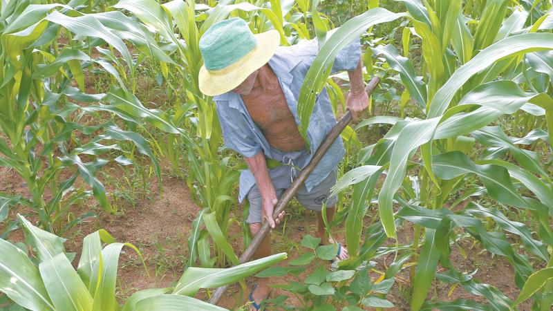 Plantação de feijão e milho em uma linda paisagem rural