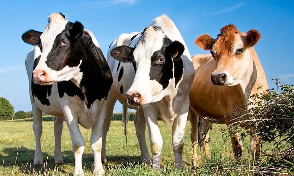 Vacas leiteiras pastando em um campo verde sob o céu azul