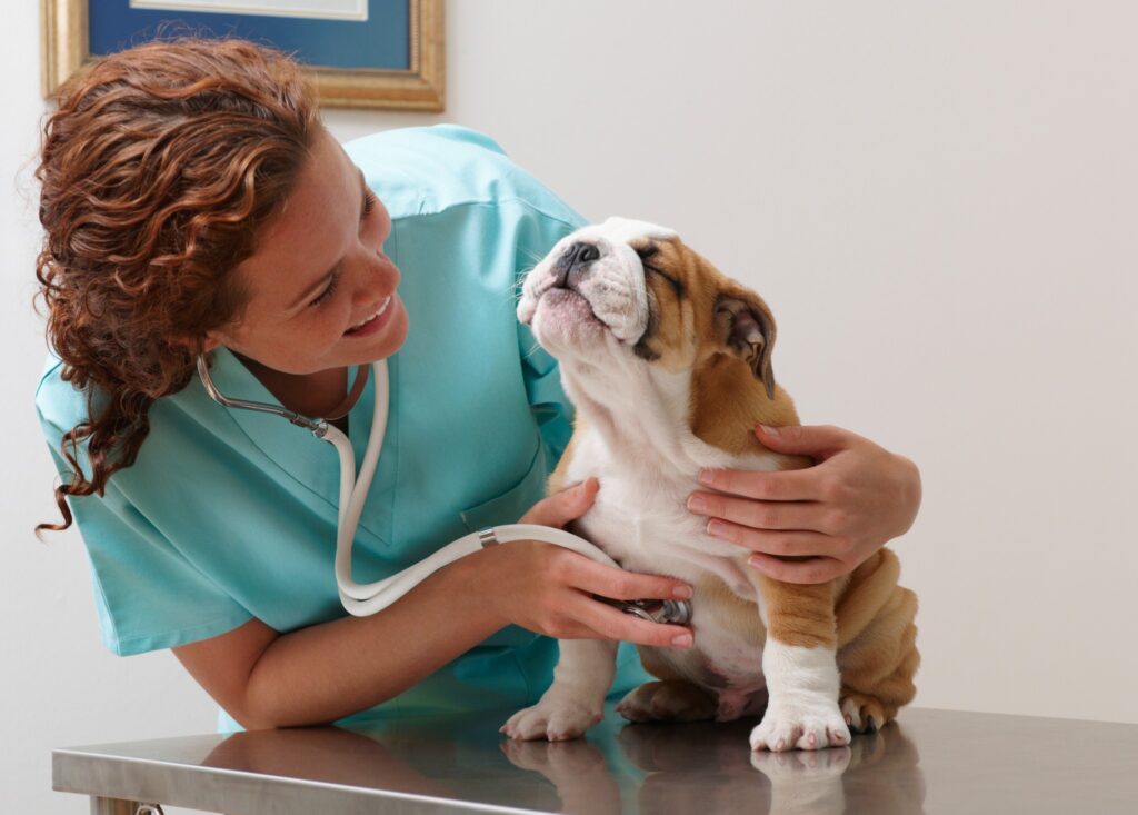 Cuidado animal no campo com técnicas de bem-estar para pets country