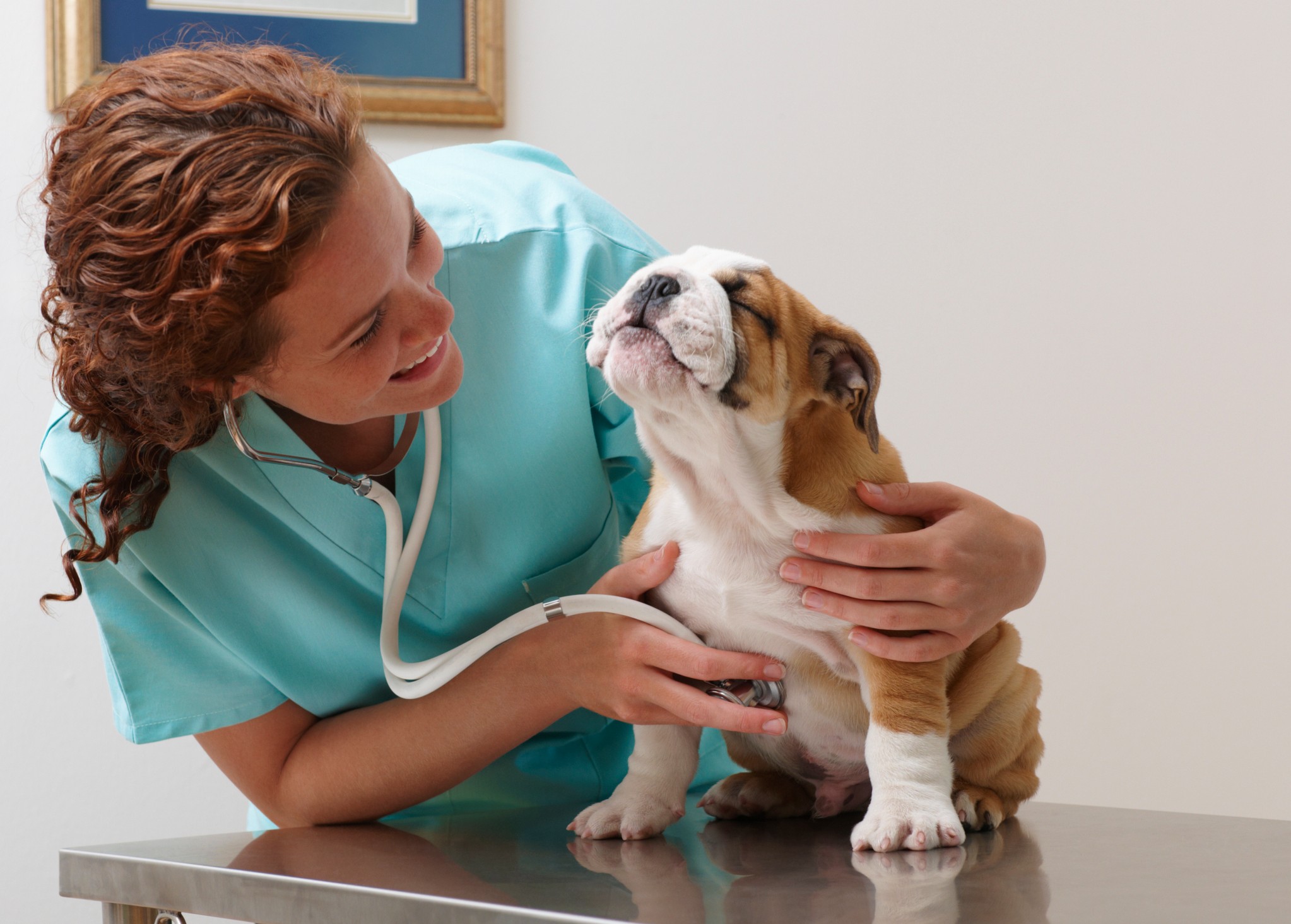 Cuidado animal no campo com técnicas de bem-estar para pets country