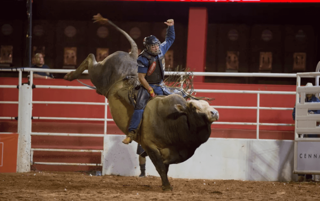 Montaria em touros em um rodeio, destacando o cowboy em ação