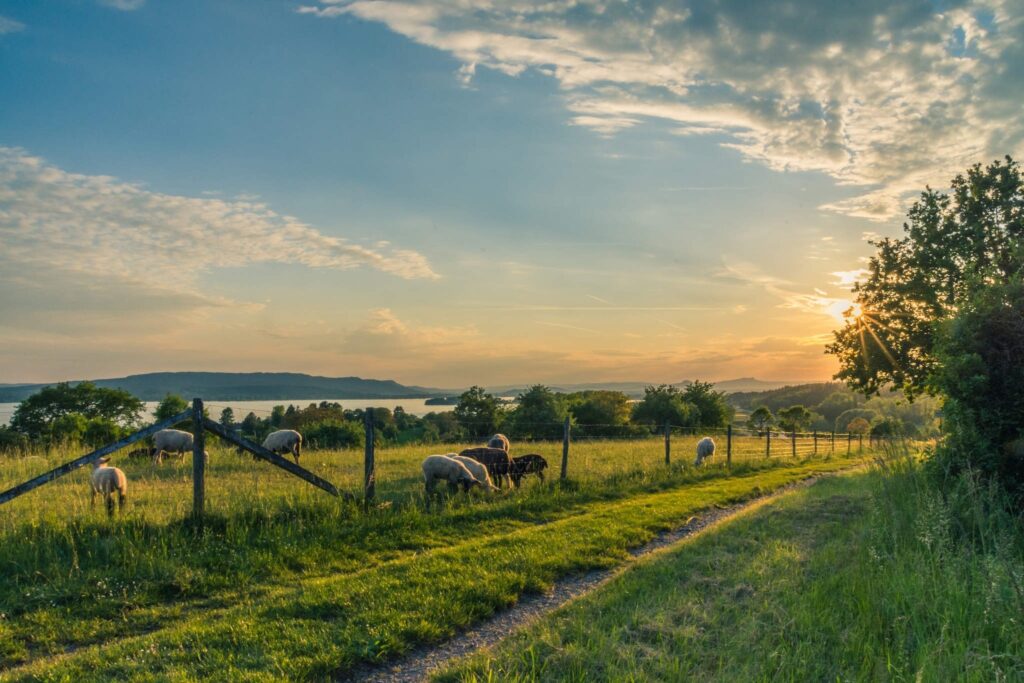 Paisagem de uma fazenda country com gado pastando e uma grande árvore sob um céu azul claro.