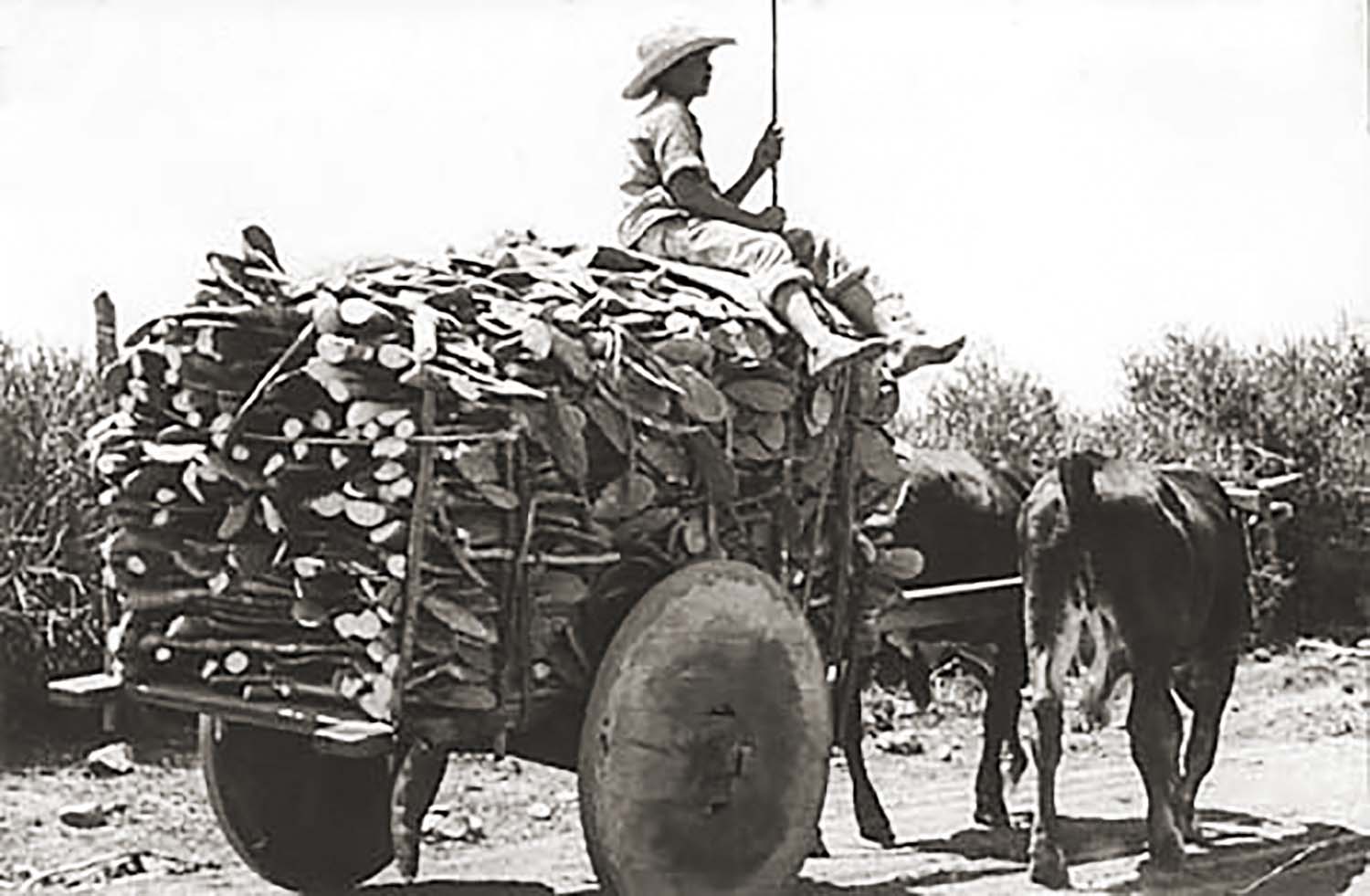 Carreiros e transporte rural em Inhapi, Alagoas, com carros de boi tradicionais.