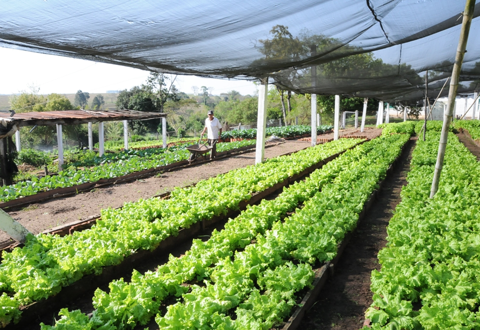 Horta orgânica saudável com plantas em um ambiente rural country