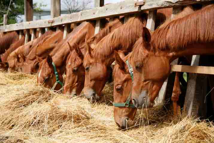 Equinos pastando em um campo aberto, simbolizando uma alimentação saudável.
