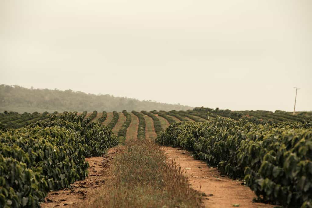 Plantação de café verde em um belo campo country