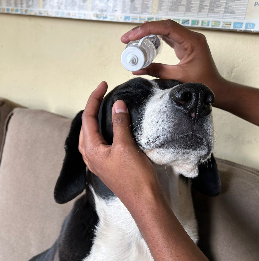 Cuidado com animais durante o calor intenso e a seca.