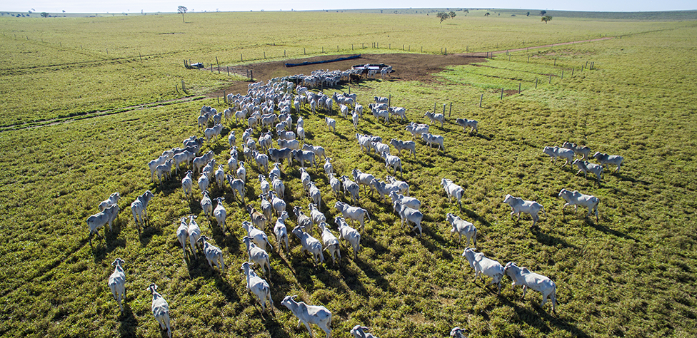 Pecuária sustentável em uma fazenda country, destacando práticas de manejo ambiental.