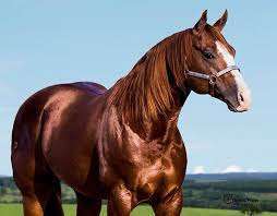 Um cavalo de trabalho em uma fazenda country