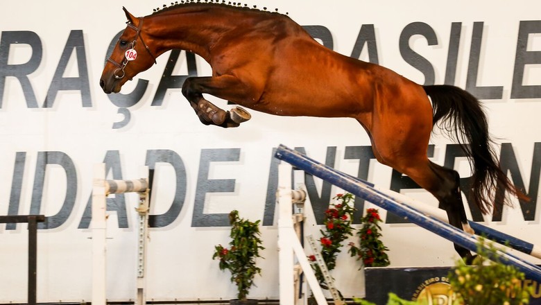 Cavalo de hipismo em ação durante competição em São Paulo.