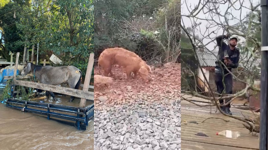 Cuidado de Animais de Estimação Rurais com foco na responsabilidade e bem-estar animal.