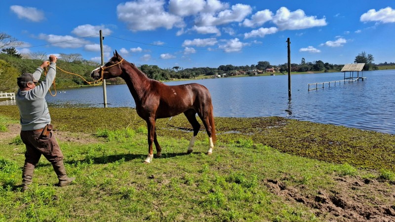 Cavalo Mangalarga em exposição na Expointer, representando a beleza dos cavalos campestres.