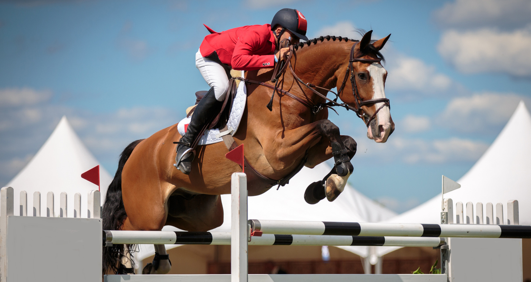 Cavalos de competição em ação durante uma prova de hipismo clássico.