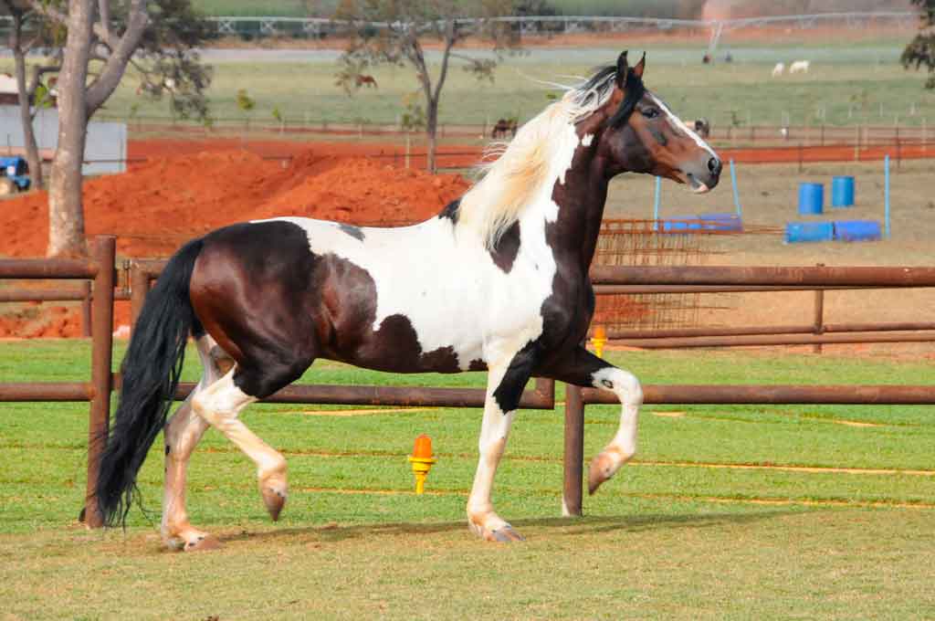 Cavalo Mangalarga em um campo, simbolizando beleza e versatilidade da raça.