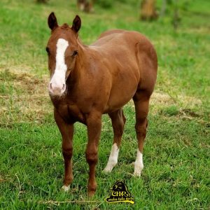 Cavalo Quarto de Milha trotando em um campo aberto