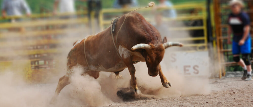 Cavaleiro em um rodeio montando um touro